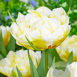 Tulipa (fos) 'Sweet Valley' 12 cm verpakt per 100