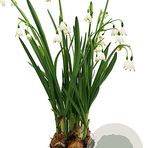 Leucojum aestivum 'Bridesmaid' 10 cm verpakt per 50
