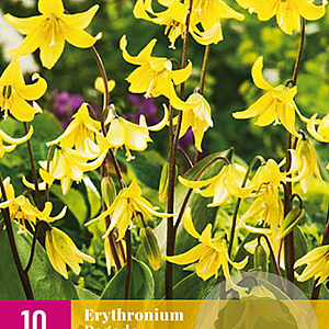 Erythronium 'Pagoda' verpakt per 10