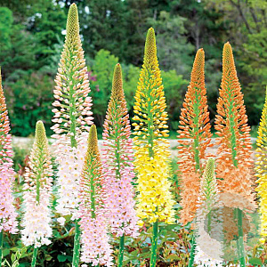 Eremurus Ruiter hybr. Mix verpakt per 100