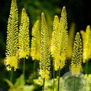 Eremurus stenophyllus verpakt per 100