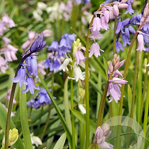 Hyacinthoides hispanica verpakt per 100