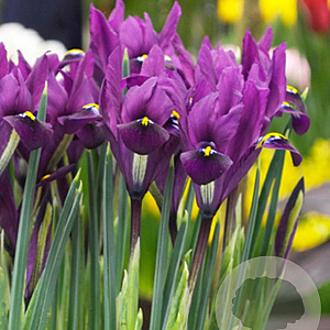 Iris reticulata 'J.S. Dijt' verpakt per 100