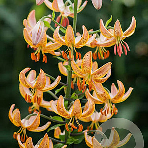 Lilium martagon Guinea Gold 16-18 cm verpakt per 25