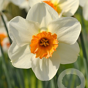 Narcissus 'Barret Browning' 12-14 cm verpakt per 100
