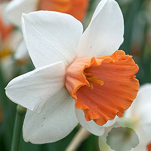 Narcissus Chromacolor 12-14 cm verpakt per 100