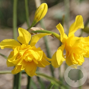 Narcissus odorus plenus 10-12 cm verpakt per 100