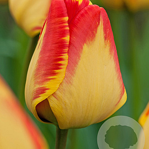 Tulipa Banja Luka 11-12 cm verpakt per 100