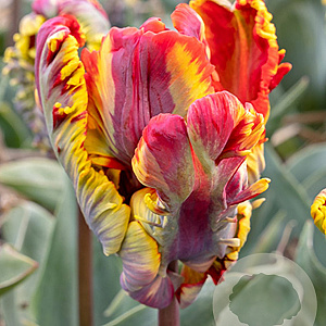 Tulipa Rasta Parrot 12 cm verpakt per 100