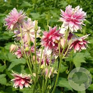 Aquilegia 'Nora Barlow' GM P9