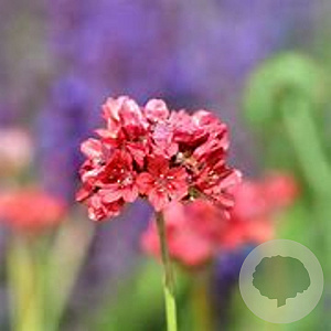 Armeria ps. 'Ballerina Red' GM P9