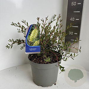 Callistemon salignus 30-40 cm 5,0L
