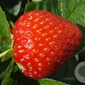Fragaria a. 'Zanta' GM P9