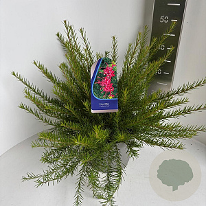 Grevillea 'Canberra Gem' 30-40 cm 5,0L