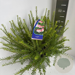 Grevillea rosmarinif. 'Jenkinsii' 30-40 cm 5,0L