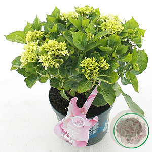 Hydrangea m. M. C. Soft Pink Salsa 30-40 cm 5,0L met knop