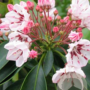 Kalmia latifolia 50-60 cm met kluit