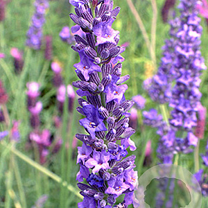 Lavandula int. 'Impress Purple' GM P9