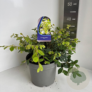 Loropetalum chinense 30-35 cm 5,0L