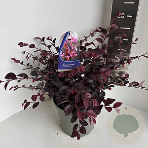 Loropetalum c. 'Plum Gorgeous' 40-50 cm 5,0L