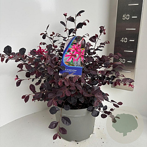 Loropetalum chinense rubrum 30-40 cm 5,0L