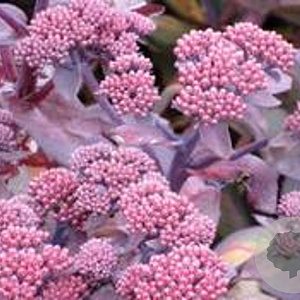 Sedum telep. 'Karfunkelstein' GM P9