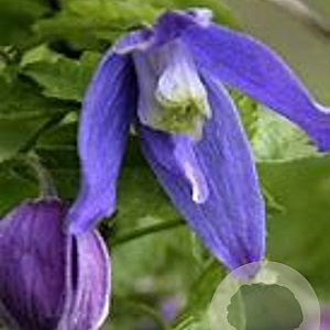 Clematis 'Frances Rivis' 80 cm rozenpot 2L