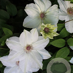 Clematis 'Fuyu-no-tabi' 80 cm rozenpot 2L