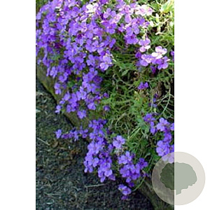 Aubrieta 'Cascade Blue' GM P9
