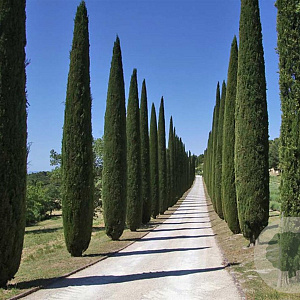 Cupressus semp. 'Stricta' 350-400 cm cont. 130L