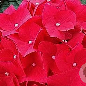 Hydrangea m. 'Hot Red' 40-50 cm 10L