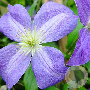 Clematis 'Jenny' 80 cm rozenpot 2L