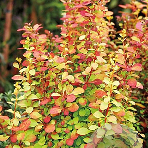 Berberis thunb. 'Golden Rocket' 60-80 cm 20L