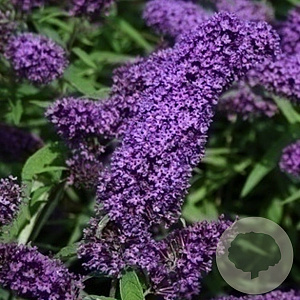 Buddleja davidii 'Purple Emperor' GM C3