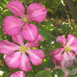 Clematis 'Margot Koster' 80 cm rozenpot 2L
