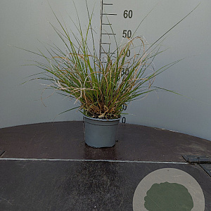 Cortaderia sell. 'Mini Pampas' GM 2,0L