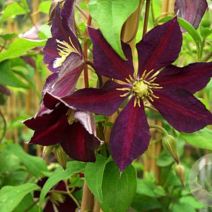Clematis 'Mikelite' 80 cm rozenpot 2L