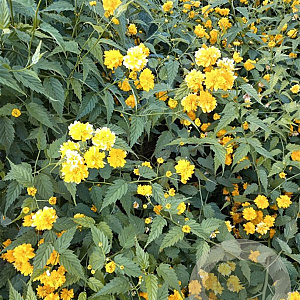 Kerria japonica 'Pleniflora' 80-100 cm 10L MPS-A