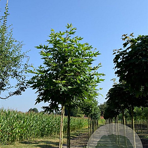 Platanus or. 'Minaret' 500-600 cm container meerstammig