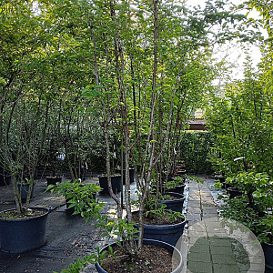 Prunus ser. 'Sunset Boulevard' 300-350 cm container meerstammig
