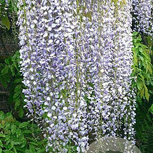Wisteria floribunda 'Multijuga' 400-450 cm 25L