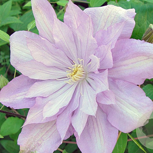 Clematis 'Proteus' 80 cm rozenpot 2L