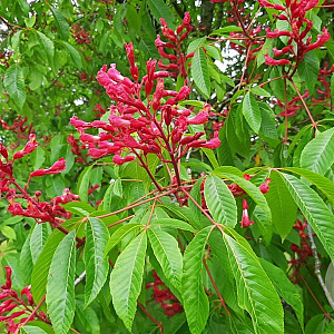 Aesculus pavia 10-12 HO 35L