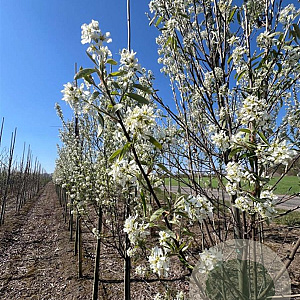 Amelanchier can. 'October Flame' 6-8 cm 30L beveerd 