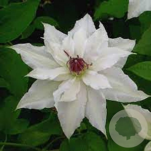 Clematis Sparkler 80 cm rozenpot 2L