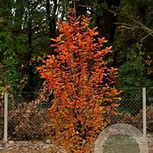 Carpinus bet. 'Orange Retz' 10-12 cm cont. 55L 180 cm stam