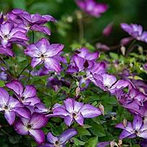 Clematis 'Venosa Violacea' 80 cm rozenpot 2L