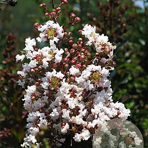 Lagerstroemia i. Burgundy Cotton 5-6 cm 25L 150 cm stam