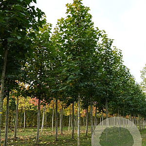 Liquidambar acal. 'Burgundy Flush' 6-8 cm 35L BEVEERD