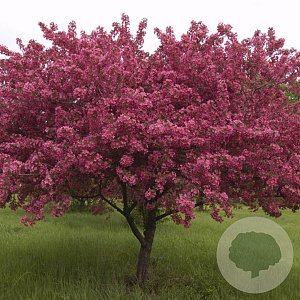 Malus 'Red Splendor' 10-12 HO 35L
